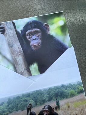 Jane Goodall Institute Greeting Cards Photo Print, Blank, Set 4
